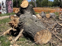 Simona Barba (Radici in Comune) sul Parco Nord: “Il ‘restauro forestale’ abbatte la natura”