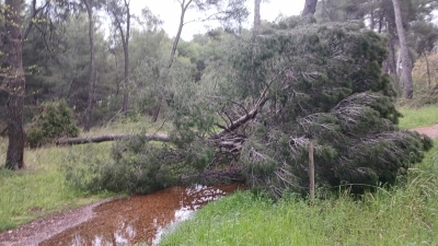 Masci sull'ondata di maltempo: "Caduti diversi alberi in pineta e in altre zone, erano piante sane" [FOTO]