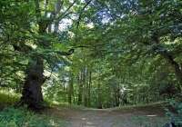 Viene travolto dal grosso tronco che sta tagliando, boscaiolo muore a 53 anni: la tragedia in Abruzzo