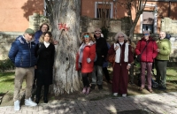 Abbattuti pini e querce nel centro storico di Città Sant'Angelo, Alessandrini (M5s): "Fermate subito le motoseghe. Prima le verifiche strumentali, poi le decisioni"