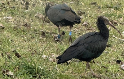 Penne, ferito a fucilate uno dei due Ibis eremita avvistati nei giorni scorsi: la specie è a rischio di estinzione