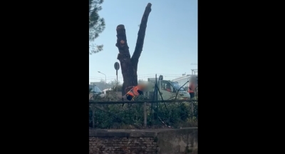 Barba (Avs-Radici in Comune): &quot;Altri pini abbattuti, e zero comunicazioni&quot;. Replica l&#039;assessore: &quot;Tra quelli già previsti&quot; [VIDEO]