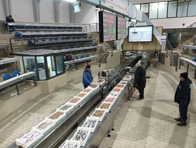 I problemi della marineria "approdano" in commissione, Sola (M5s): "Situazione gravissima al mercato ittico e zero risposte"