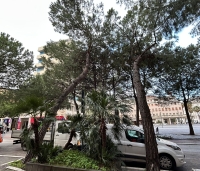 Si inclinano due pini, traffico bloccato in viale Regina Margherita [FOTO]