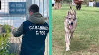 Eutanasie non necessarie al canile sanitario: tra pochi giorni la sentenza per i due veterinari sotto processo