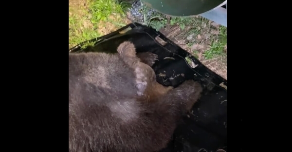 Orso liberato dal laccio di un braccioniere, rischiava di morire: la condanna del Parco [VIDEO]