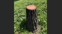 Barba (Avs-Radici in Comune): &quot;Abbattuti 158 alberi senza indagini strumentali, ma una sentenza lo vieta&quot;
