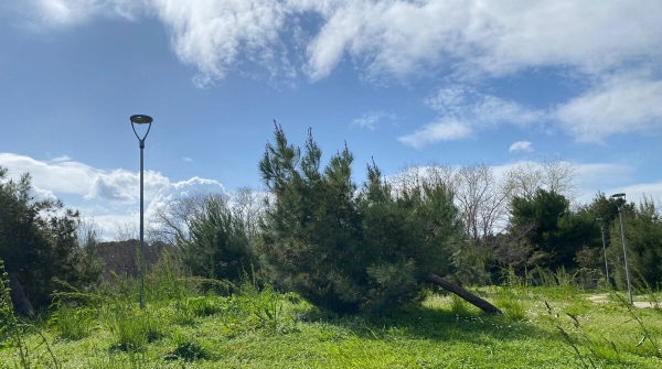 La denuncia del Pd di Porta Nuova: "Degrado nel parco davanti ai teatri D'Annunzio e Flaiano"