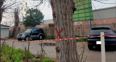 Barba (Avs Radici in Comune): "Fermato l'abbattimento di alcuni pioppi, miracolo da campagna elettorale"