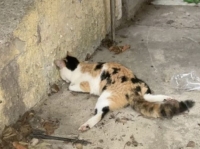 Dopo gli avvelenamenti un micio gravemente ferito, Lndc: "Gatti in pericolo a Villa Raspa di Spoltore"