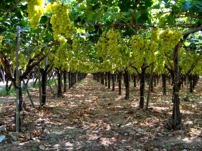 Dalla Regione 6 milioni di fondi per la riconversione e ricostruzione dei vigneti