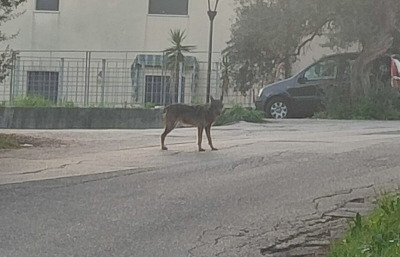 Un lupo a passeggio in strada Colle Pineta vicino alla chiesa Santa Famiglia