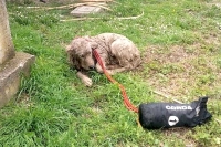 Cade in una vasca di liquami, cane salvato dai vigili del fuoco [FOTO]