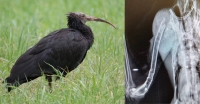 Ribattezzato Sebastiano l'Ibis ferito a fucilate a Penne: "Per lui la strada sarà lunga"